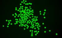 Engineered biomaterial microgels