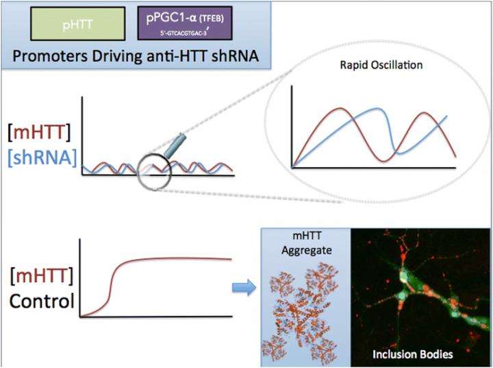 Negative Feedback Loop Mechanism