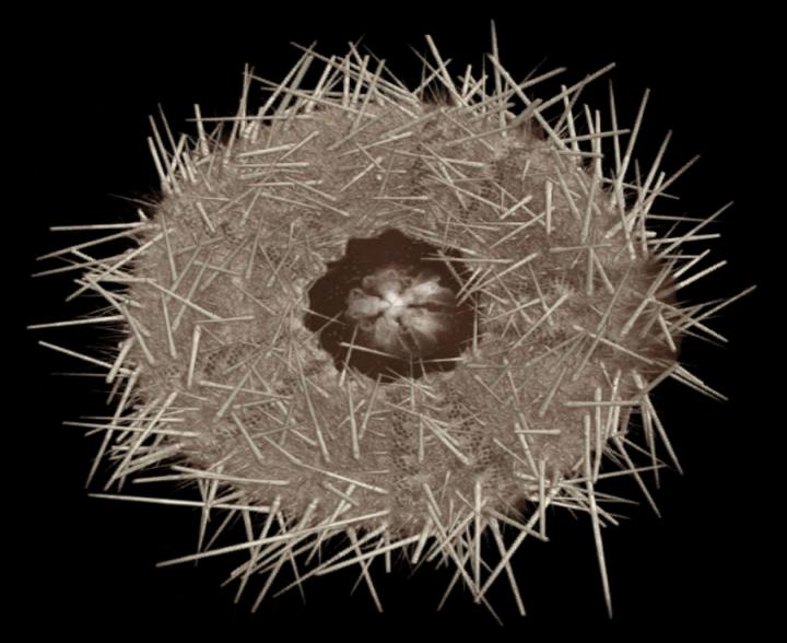 Sea Urchin Jaw