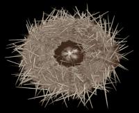 Sea Urchin Jaw