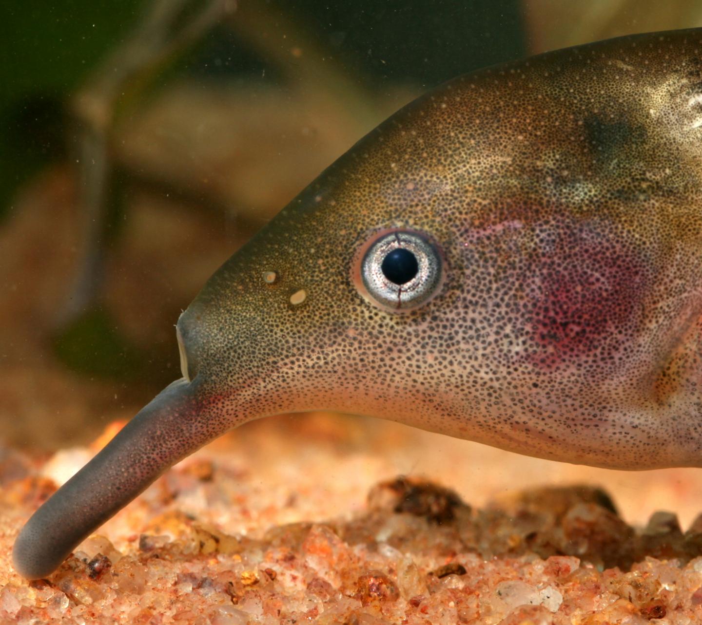 The Elephantnose Fish (<em>Gnathonemus petersii</em>)
