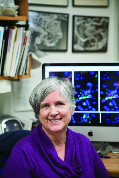 Susan Bonner-Weir, Joslin Diabetes Center