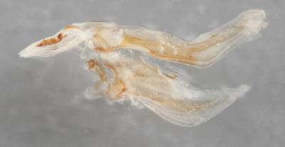 <em>Ilomantis ginsburgae</em> Genital Structure