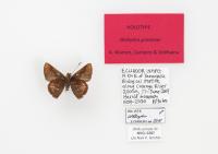 Species Known From a Single Specimen