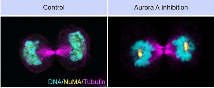 Role of Aurora A kinase in proper chromosome segregation and nuclear assembly