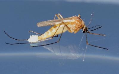 <I>Culex quinquefasciatus</i> Laying Eggs