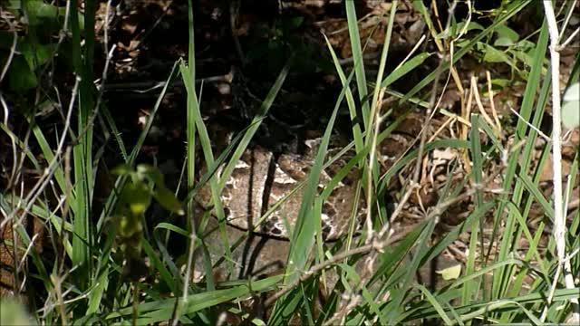 Puff Adder and Mongooses