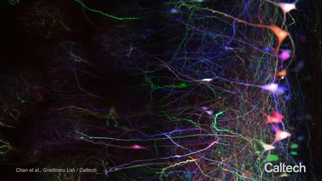 Vector-Assisted Spectral Tracing (VAST) in Mitral Cells of the Olfactory Bulb