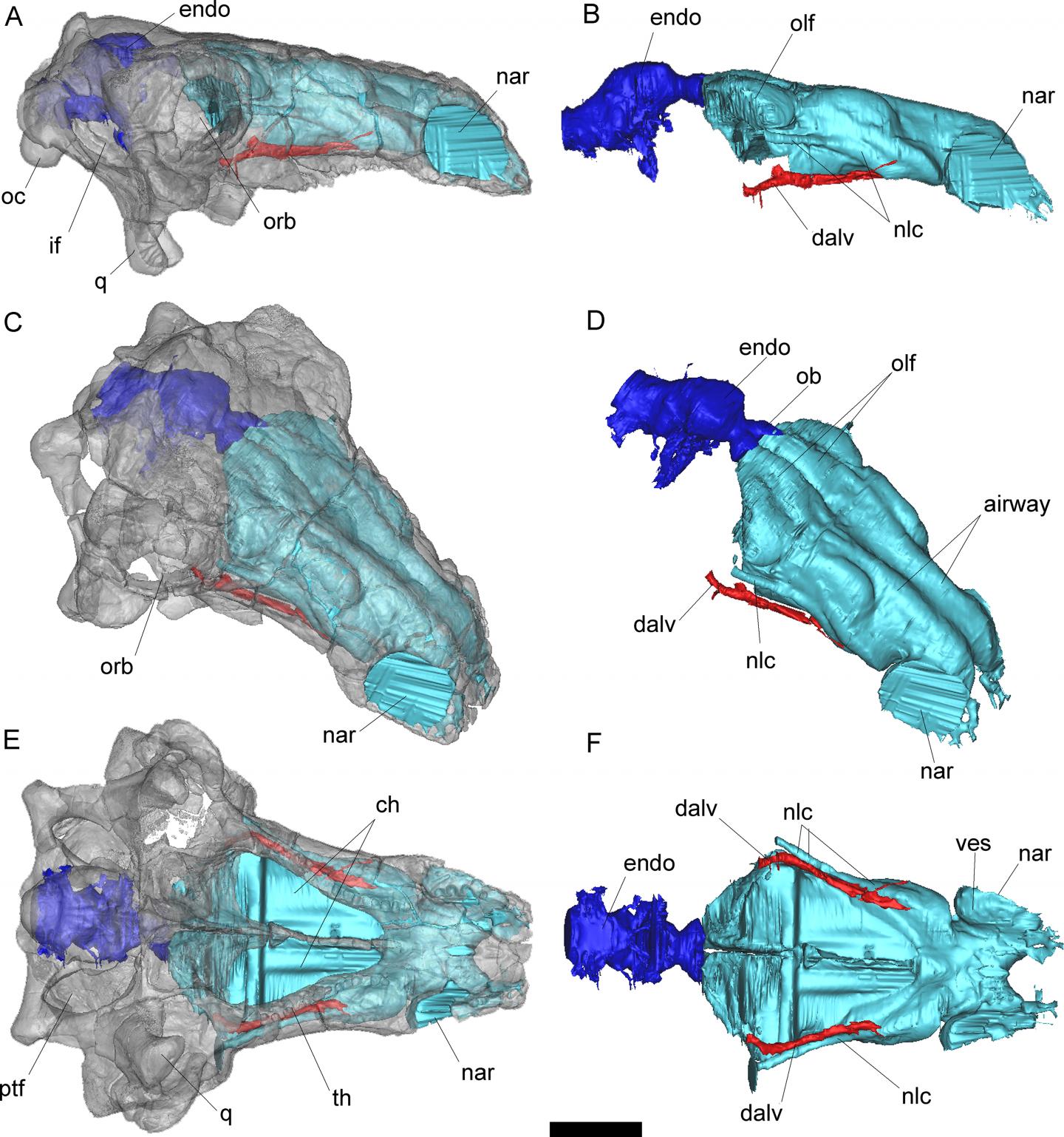 CT-based Reconstruction of <i>PawPawsaurus</i> Skull with Cavities Highlighted