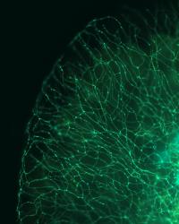 Axons and Mitochondria in Zebrafish Tail