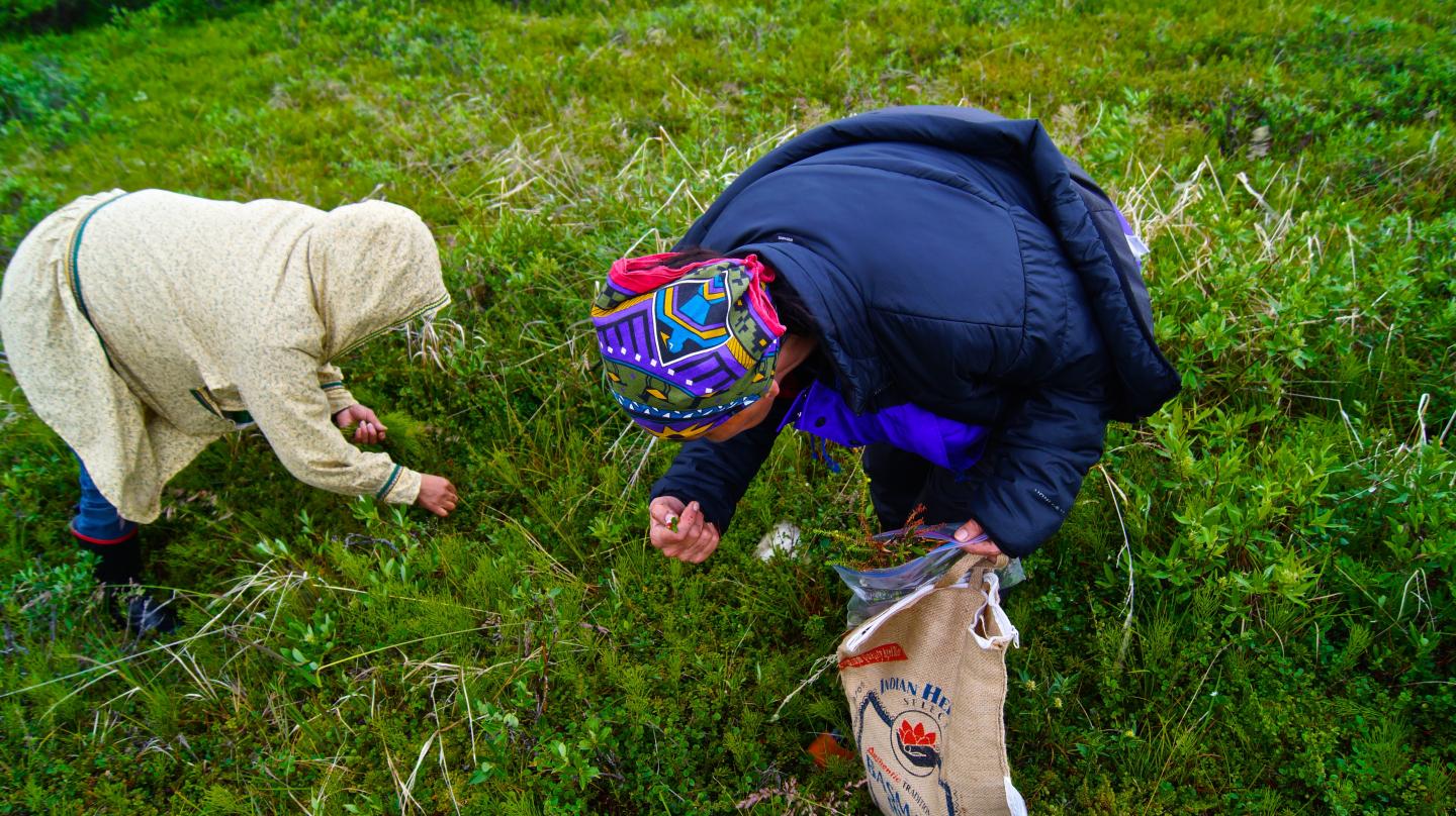 Gathering Plants