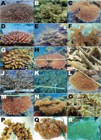 The Corals in This Study