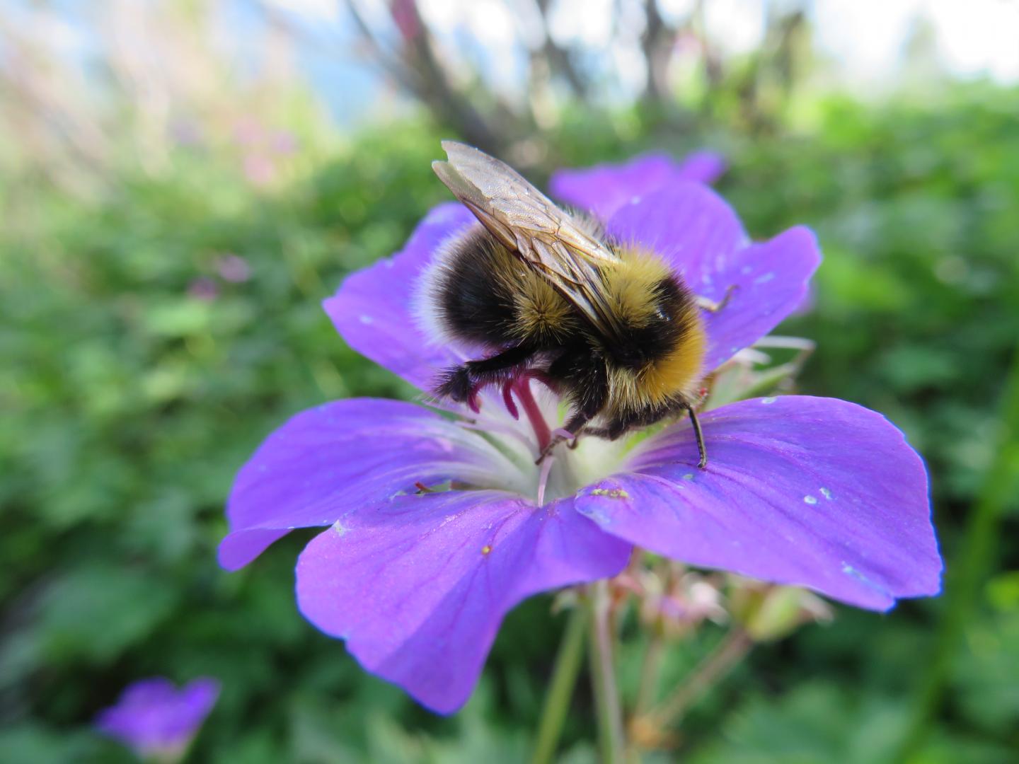 Bumblebee
