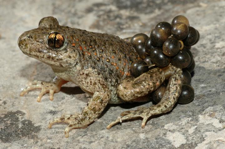 Midwife Toad