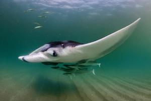 Manta Rays Create Mobile Ecosystems, study finds