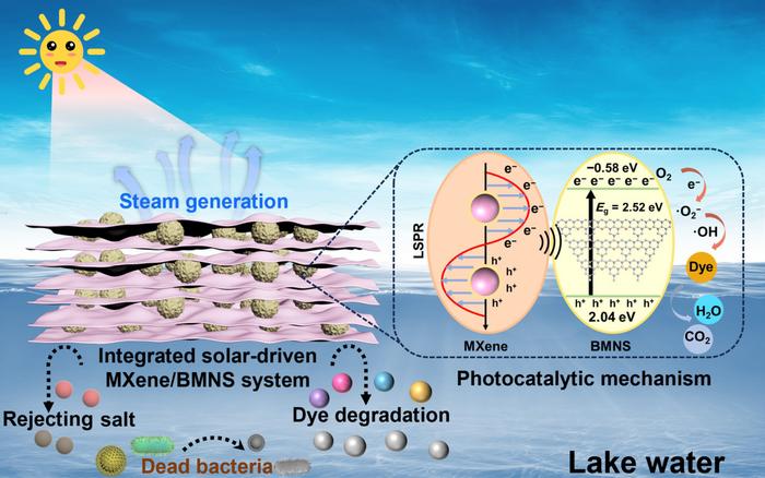 MXene/B-doped g-C3N4 for Synergistic Solar Water Purification: Coupling Interfacial Evaporation and Photocatalysis