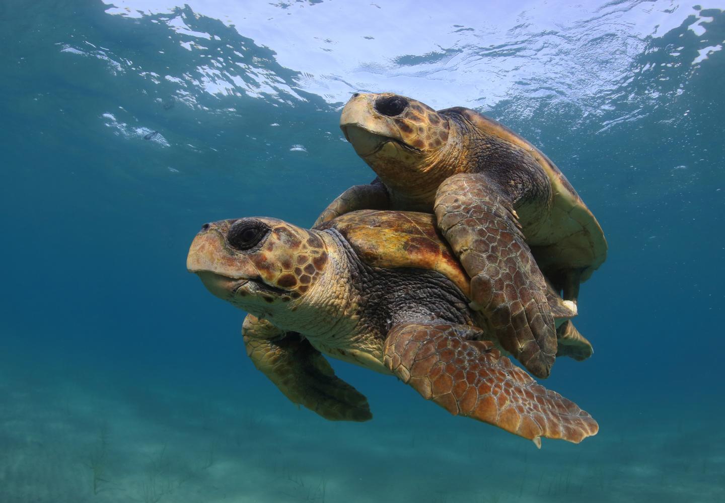 Sea Turtle