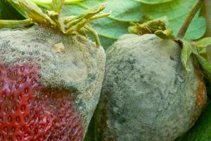 Moldy berries