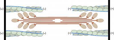 Sarcomere