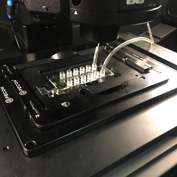 New Tool Empowers Research on Key Proteins