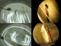 Fabricating Organic Transistors Using Polymer Membrane for Gate Insulator