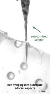 Captioned high-speed videography (100fps) of the stinger pumping venom