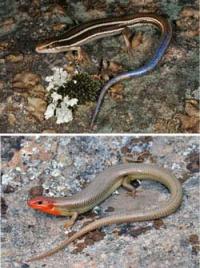 Skinks