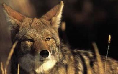 Coyote