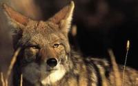 Coyote