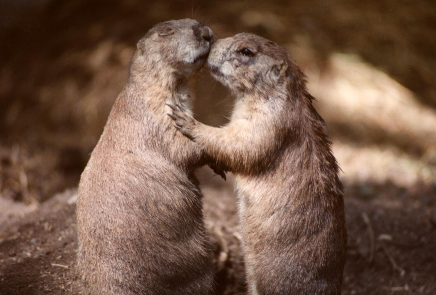Love in a Cyber World