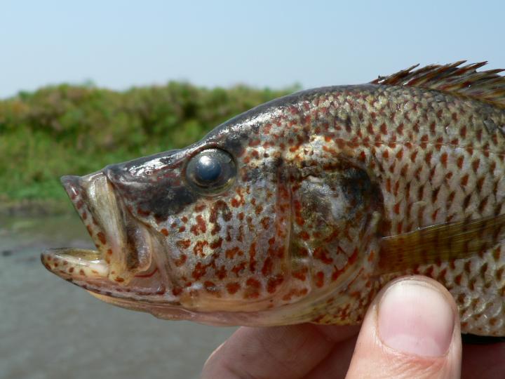 New Species of Cichlid Predator Fish