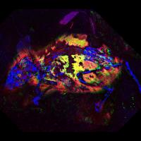 A False Color Synchrotron X-Ray Image of the Fossil Chemistry