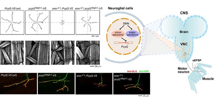 Minor splicing defects of Pcyt2 constitute a major pathogenic factor for SMA.