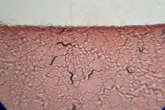 Worms in Serratia marcescens