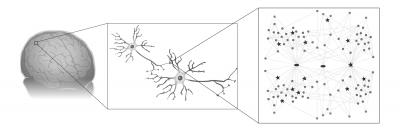 Human Synapses