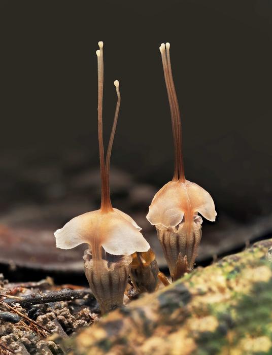 Thismia selangorensis