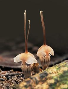 Thismia selangorensis