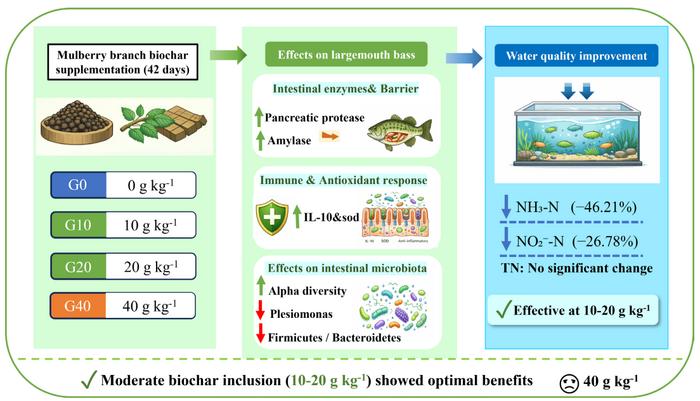Dietary mulberry branch biochar improves intestinal health and water quality in largemouth bass (Micropterus salmoides) aquaculture