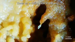 Natural worm tower
