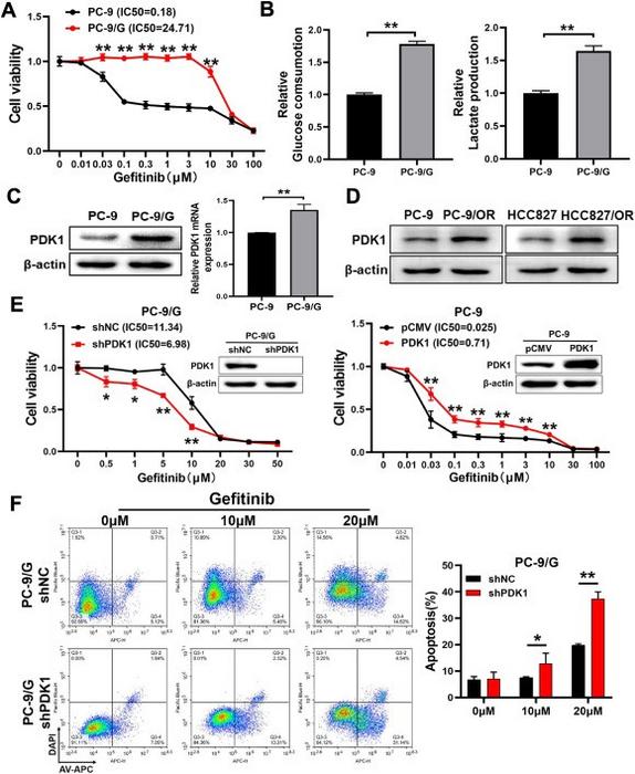 Glycolysis gatekeeper PDK1 was an essential regulator of gefitinib resistance in lung cancer.