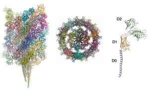 Cryo-EM atomic models of H. marismortui archaeal filament ArlB