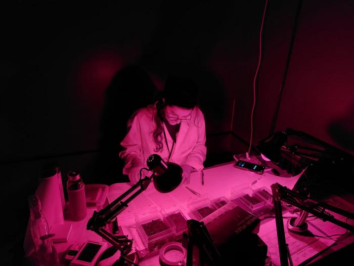 Solène observing burying beetles mounting in the lab.