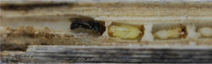Carpenter Bee Nest