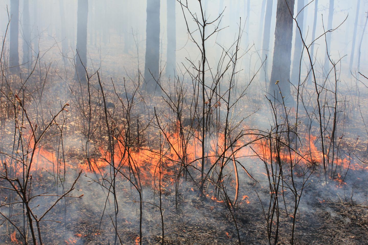 University Forest Conservation Area Land Being Burned Every 4 Years