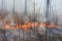 University Forest Conservation Area Land Being Burned Every 4 Years