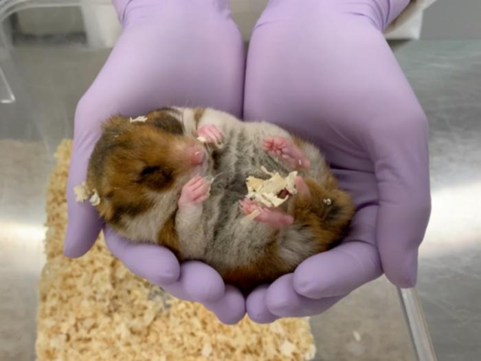 A hibernating Syrian hamster that was part of the study