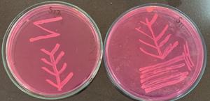 Prevalence and antimicrobial resistance characterization of multidrug-resistant Staphylococcus epidermidis isolated from raw milk of dairy cattle and ewes