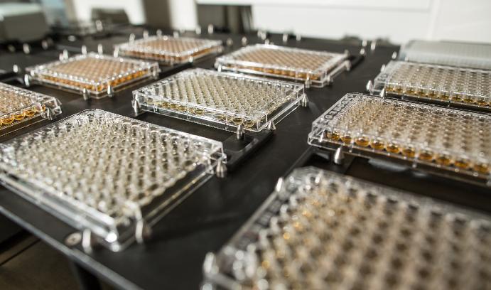 Culture Plates in the Lang Lab