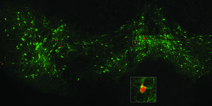 Dopamine source