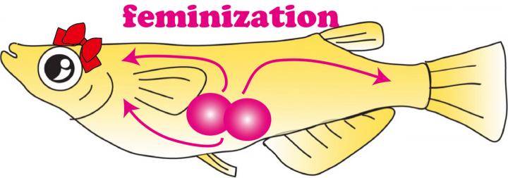 Identification of Cells that Determine the Female Gender in Teleost Fish (Medaka)